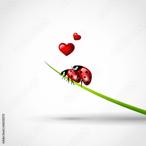 mierienkäfer liebe