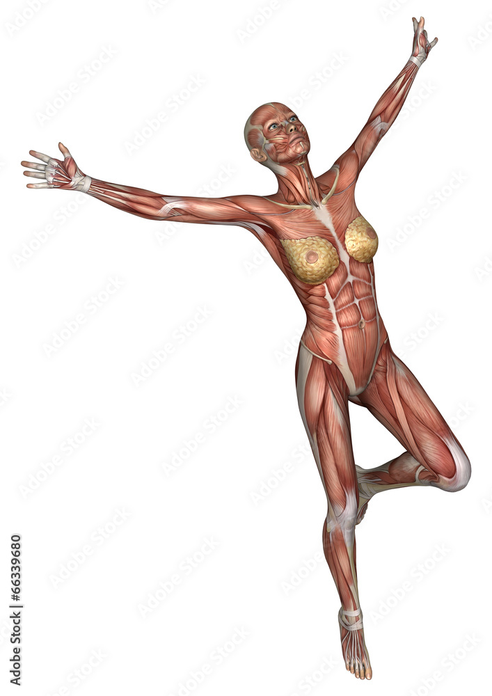 Female Anatomy Figure