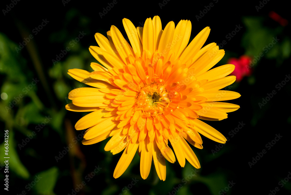 Macro Shot of Yellow Gerbera Flower Background Macro Shot of Yellow Gerbera Flower Background