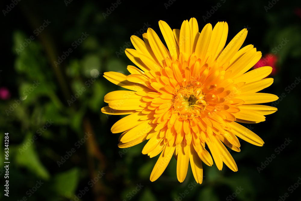 Obraz premium Macro Shot of Yellow Gerbera Flower Background