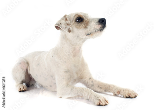 Fotografía parson russell terrier