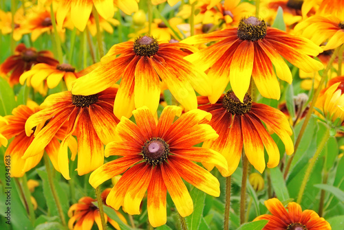 Flowers rudbeckia