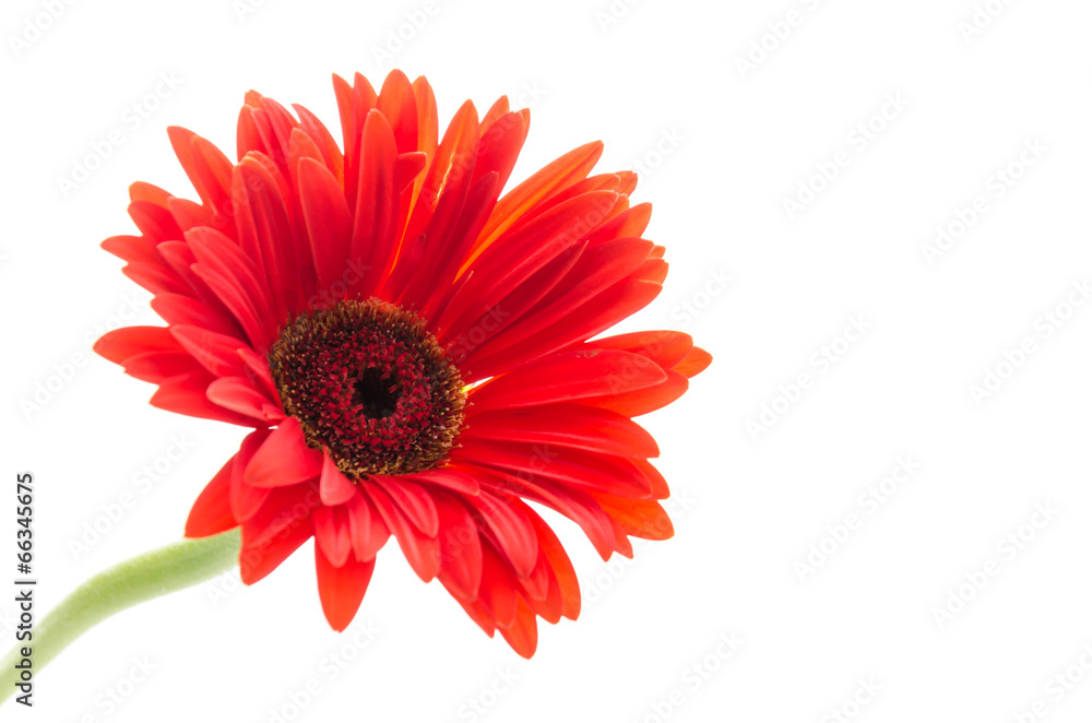 Gerbera Gerbera