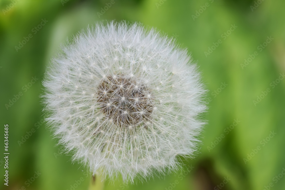 onedandelion onedandelion