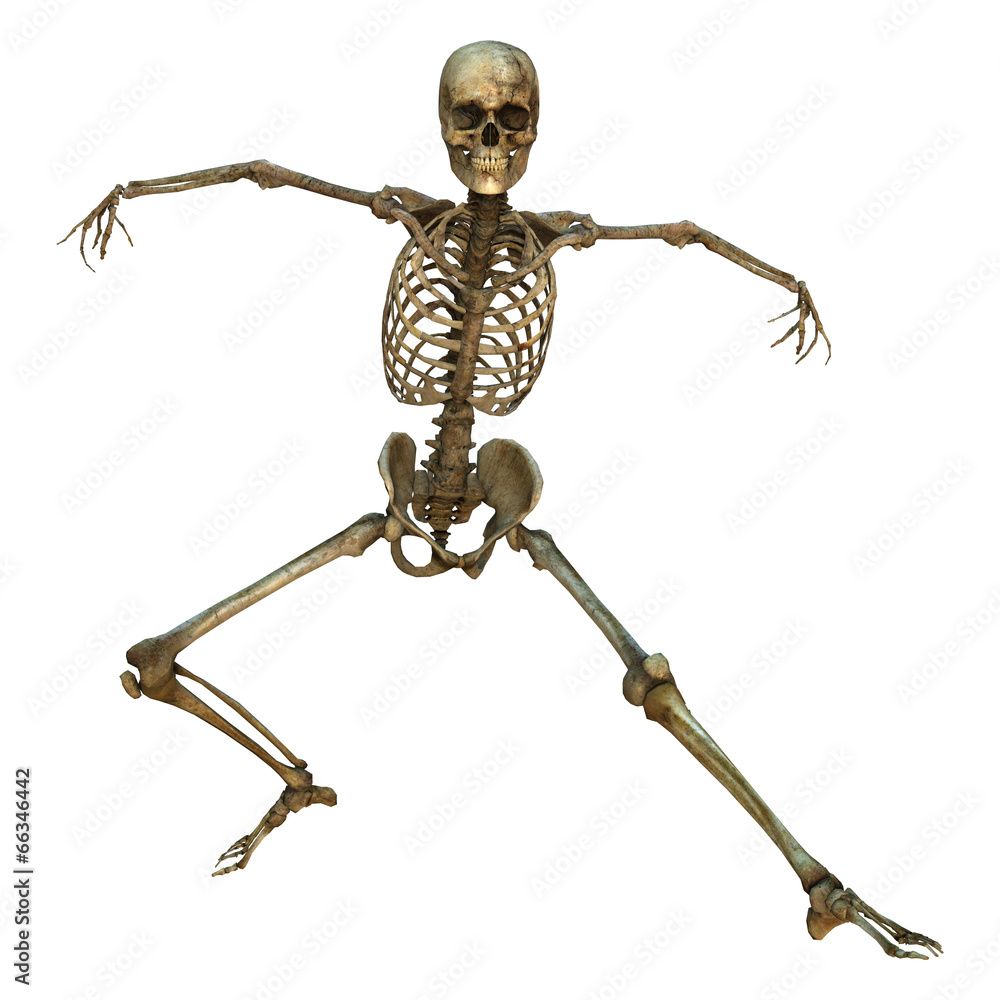Human Skeleton Human Skeleton