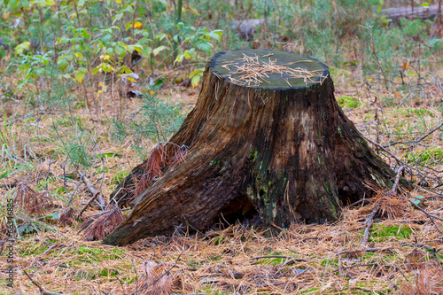 old stump in needle forest