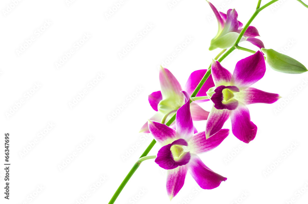 Obraz premium Orchind na białym tle