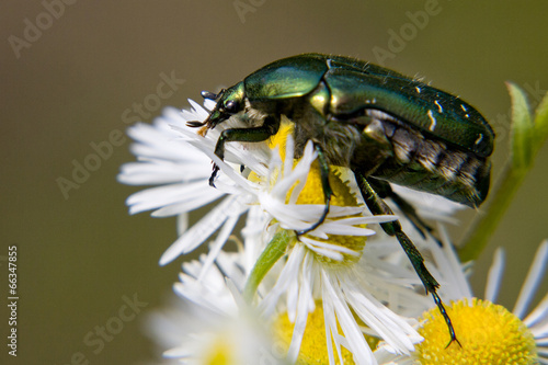 green bug on  daisywheel © Sergii Mogyla