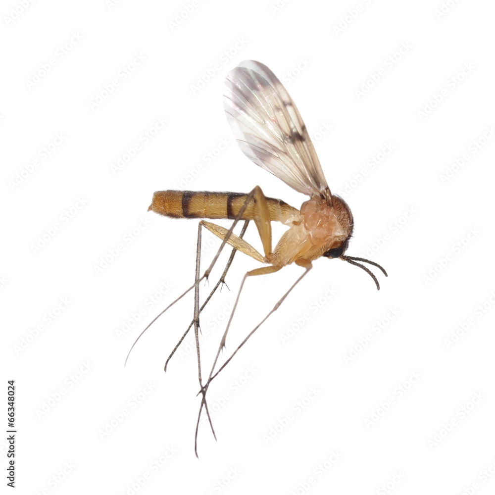 Mosquito isolated on white background, Culex pipiens Mosquito isolated on white background, Culex pipiens