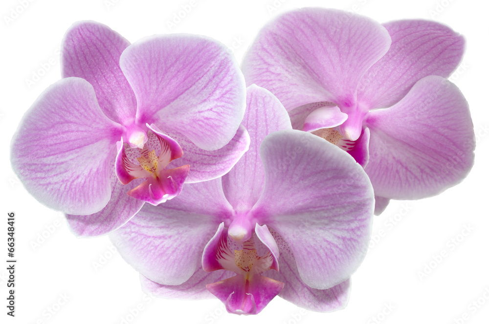orchid orchid