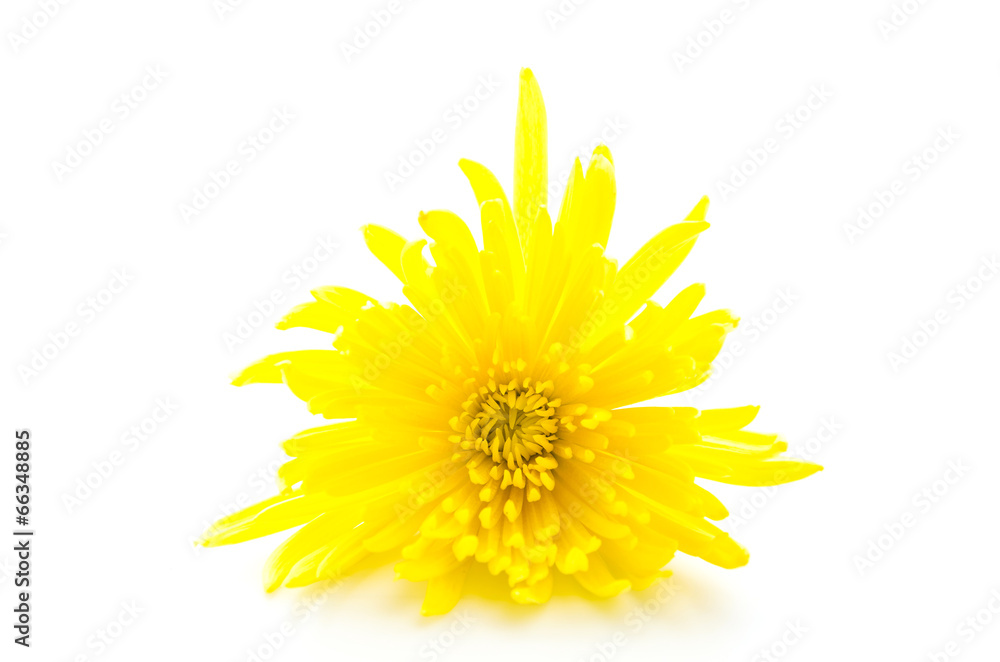 Yellow flower isolated on white background