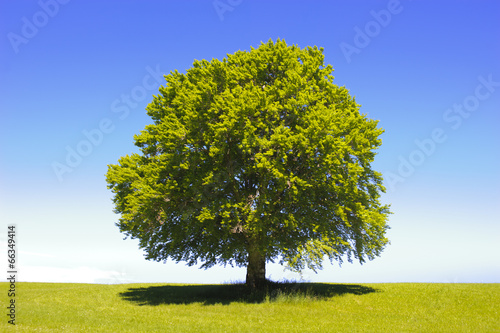 Baum Buche als Einzelbaum