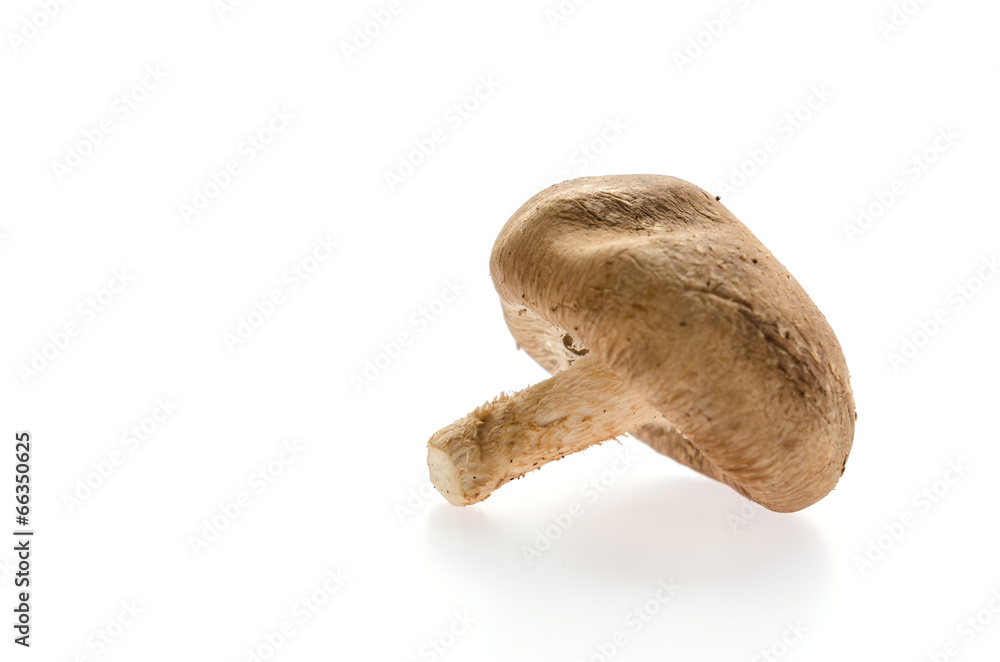 Mushroom Mushroom