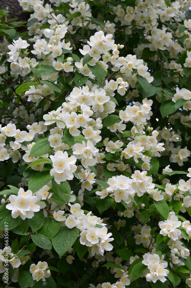 Weiße Jasminblüten am Strauch Weiße Jasminblüten am Strauch
