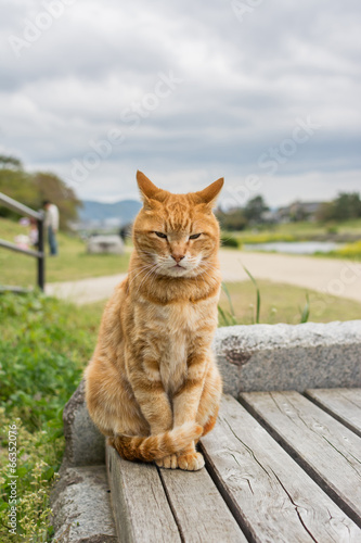 Fotografie, Obraz Ginger cat