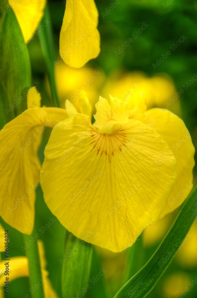Iris Iris