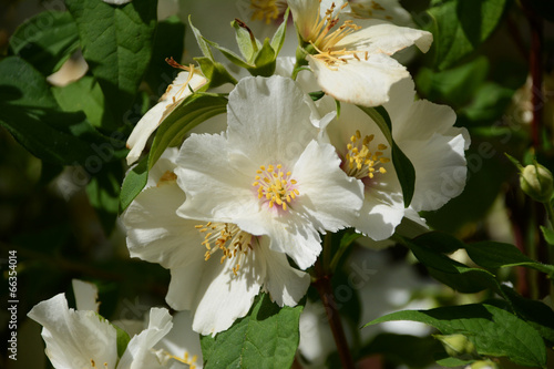 White Mock Orange flowers photo