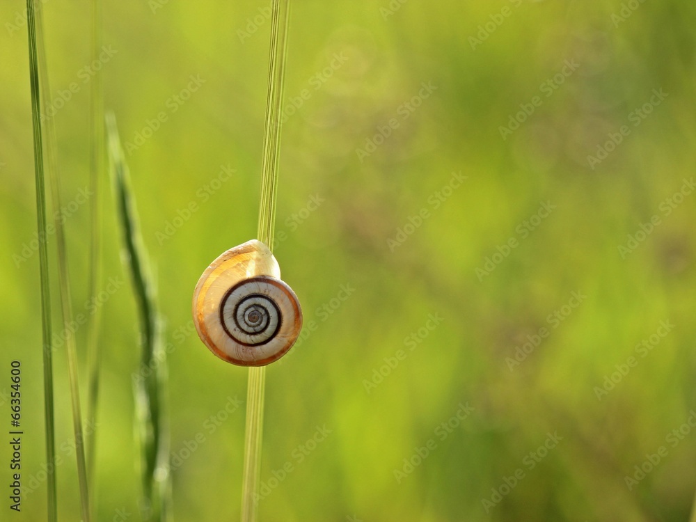 Westliche Heideschnecke im Gegenlicht Westliche Heideschnecke im Gegenlicht