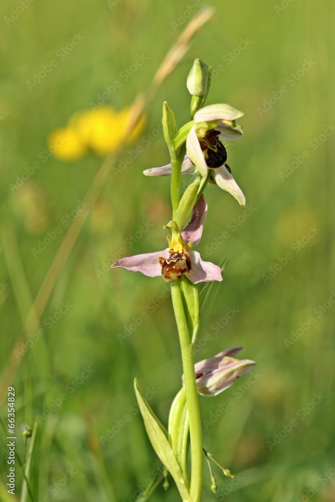 Bienen-Ragwurz (Ophrys apifera) Bienen-Ragwurz (Ophrys apifera)
