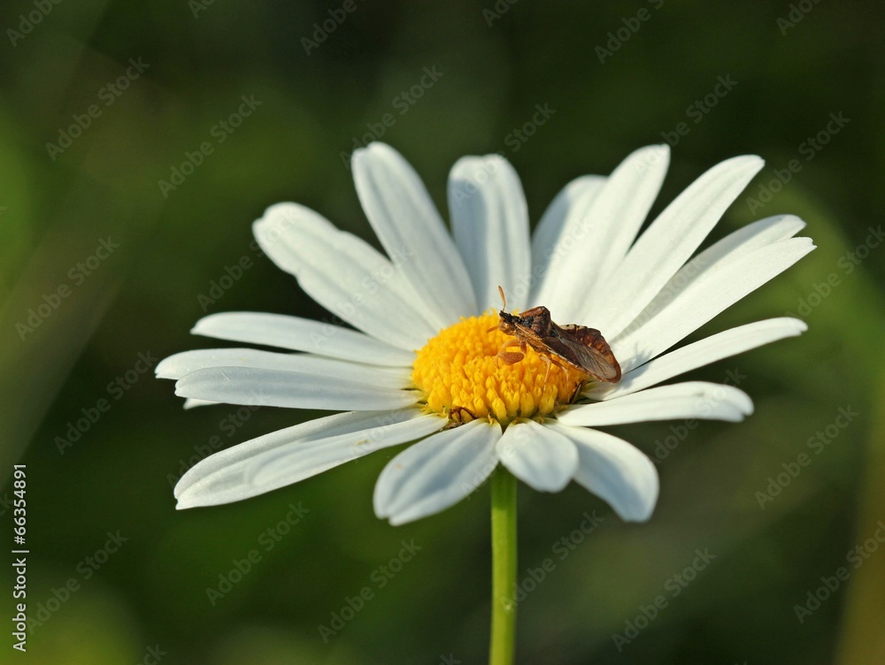 Teufelchen (Phymata crassipes) auf Margerite Teufelchen (Phymata crassipes) auf Margerite