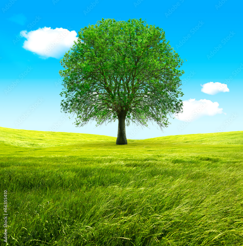 Fototapeta premium Big tree and green fields. Blue sky and wind