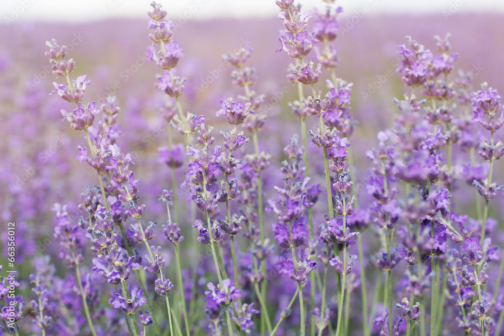 Purple field of lavender flowers Purple field of lavender flowers