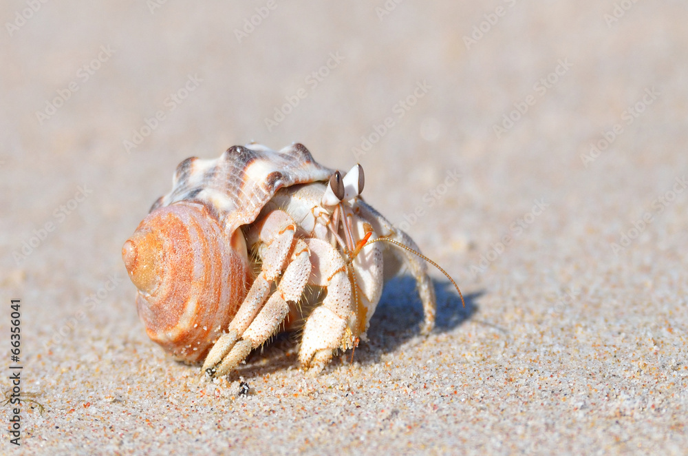 Рак-отшельник на песке на острове Сокотра
