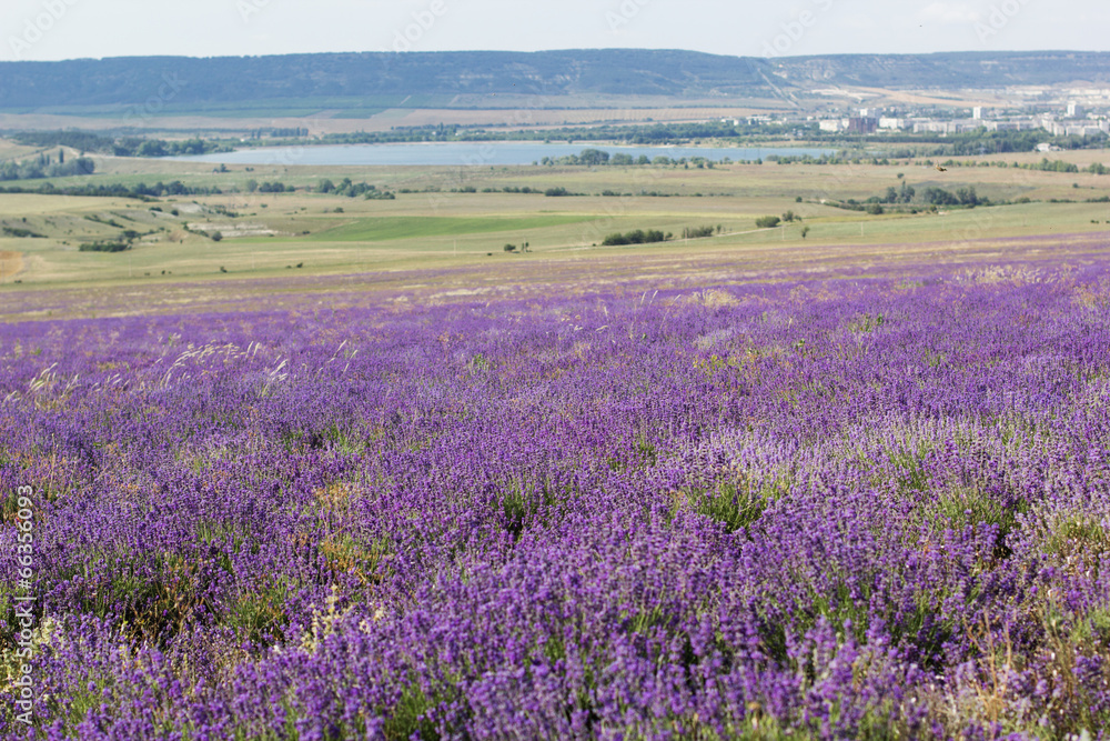 Fototapeta premium Purple field of lavender flowers