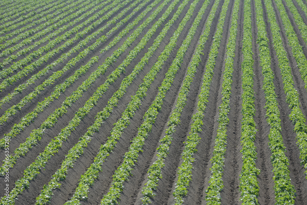 rows of young crops rows of young crops