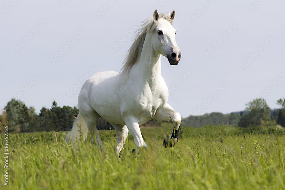 Obraz premium Zurbaran