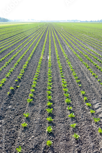 rows of young crops