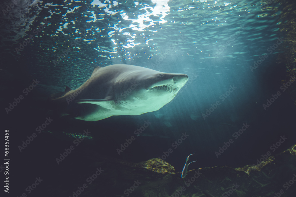 dangerous and powerful shark swimming under water