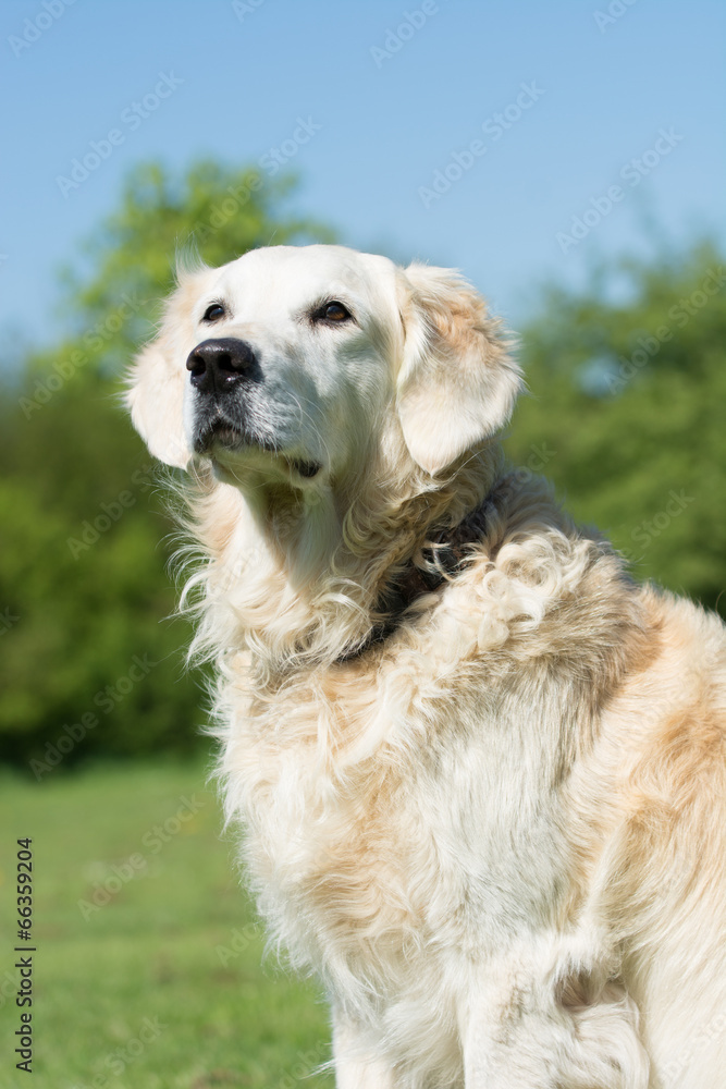 aufmerksamer seniorhund