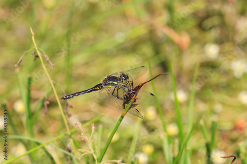 Black Darter dragonfly (Sympetrum danae) in Sichuan, China