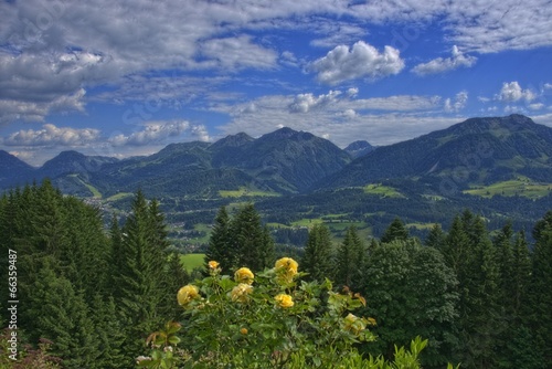 Gelbe Rosen in den Alpen