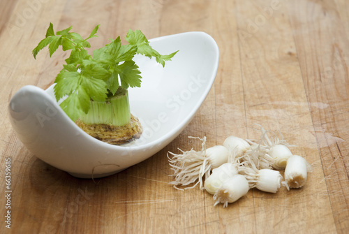 Regrowing celery & green oignon