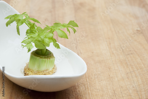 Regrowing celery