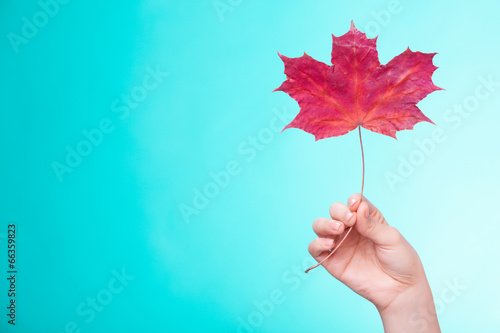 Skincare. Hand with maple leaf as symbol red dry capillary skin.