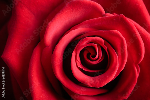 Closeup red rose flower as love nature background