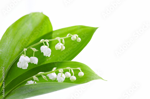 Fototapeta Naklejka Na Ścianę i Meble -  Lily of valley b