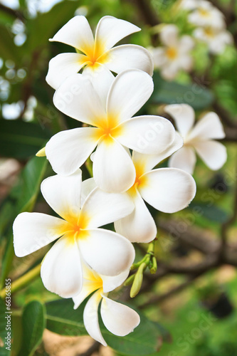 White lelawadee flower