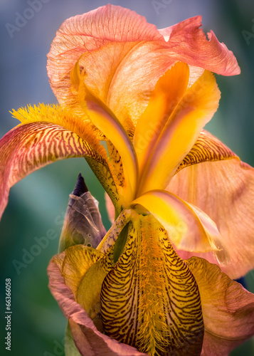 Fototapeta Naklejka Na Ścianę i Meble -  Iris