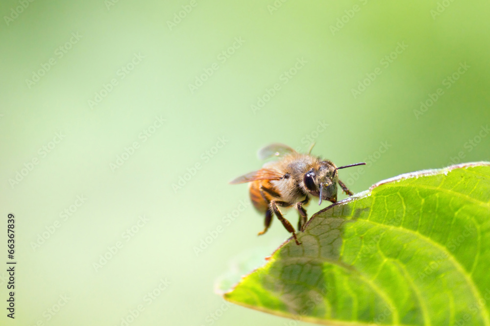 Honeybee Honeybee