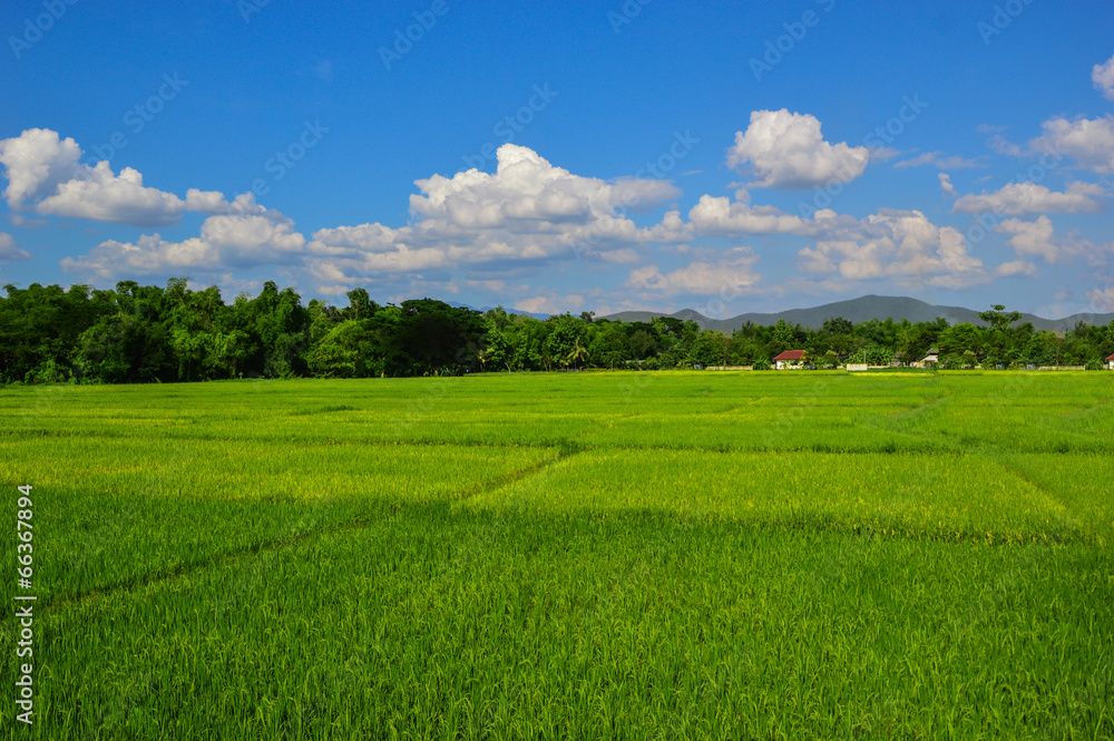 Obraz premium beautiful field