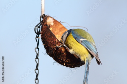 hungry blue tit feeding on lard coconut