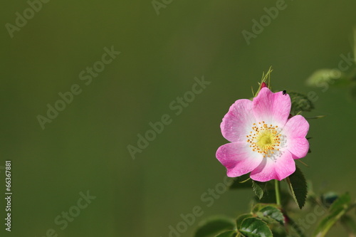 wild pink rose