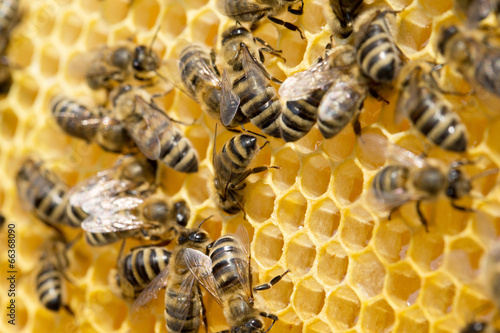 Fototapeta Naklejka Na Ścianę i Meble -  bees on honeycells