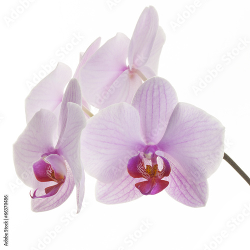 Pink streaked orchid flowers