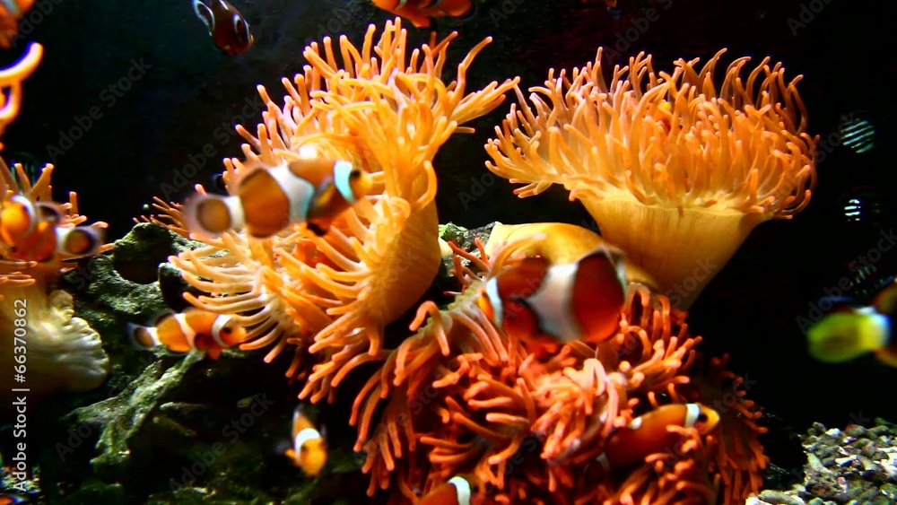 Clown fish on Anemone Clown fish on Anemone