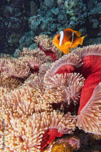 Clown fish in the red and brown anemone #66370894